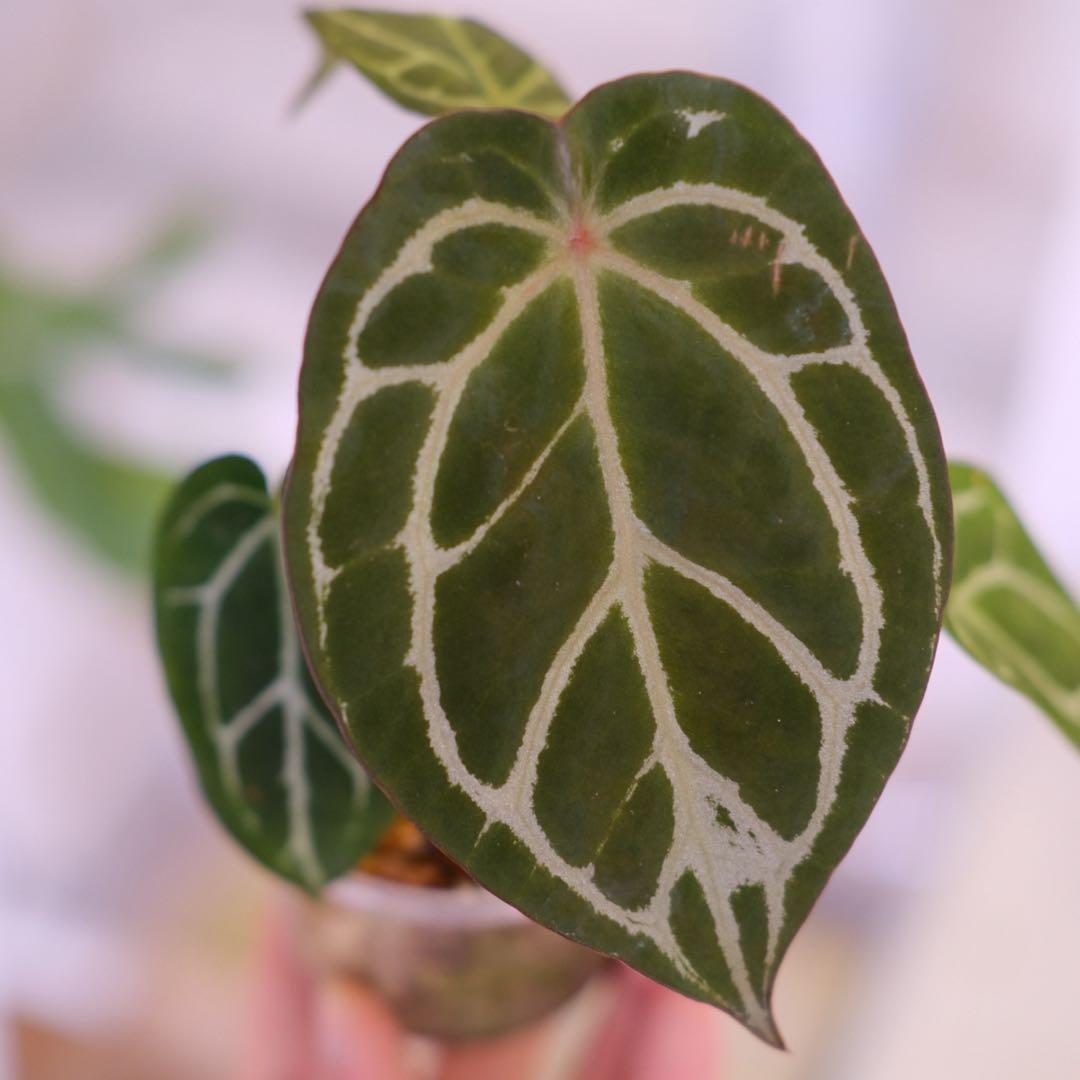 A. chocolate × A.Red crystallinum NSE