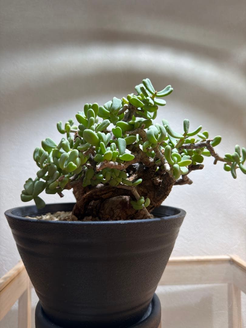 ケラリアピグマエア